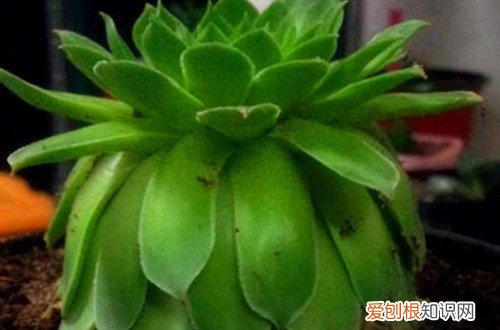 图 怎么防止多肉徒长 徒长后的多肉怎么处理