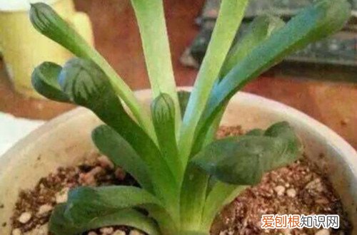 图 怎么防止多肉徒长 徒长后的多肉怎么处理