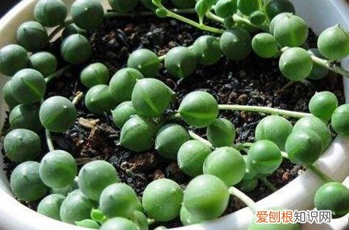 图 佛珠多肉干瘪了是怎么回事 怎么办