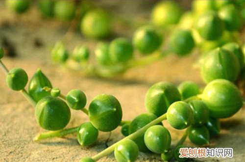 图 佛珠多肉干瘪了是怎么回事 怎么办