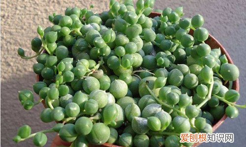 图 佛珠多肉干瘪了是怎么回事 怎么办