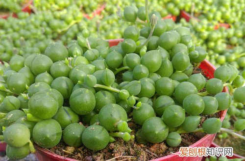 图 多肉佛珠怎么换盆 佛珠换盆需要注意什么