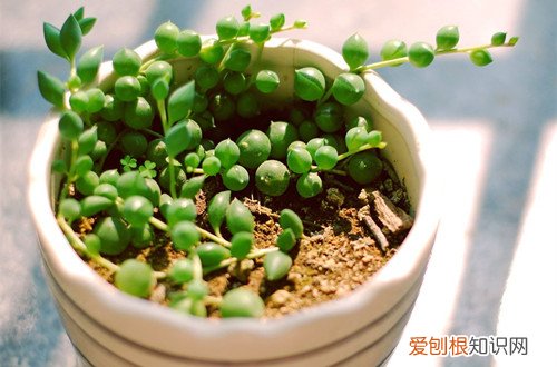 图 多肉佛珠怎么换盆 佛珠换盆需要注意什么