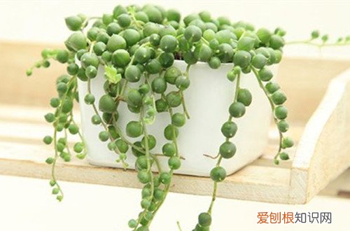 图 多肉佛珠怎么换盆 佛珠换盆需要注意什么