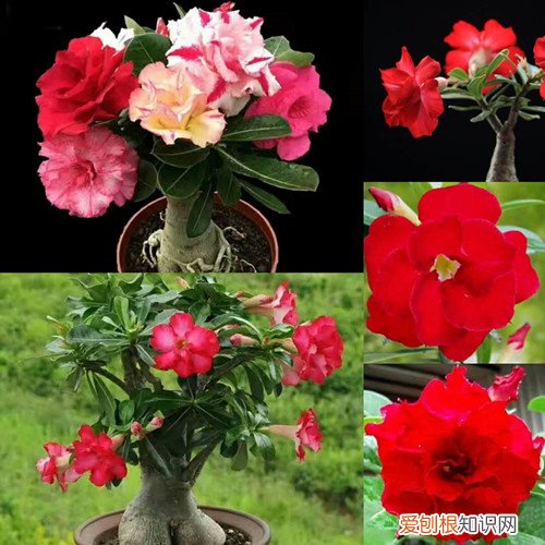 高档盆花沙漠玫瑰的养护要点 三喜三忌要切记!