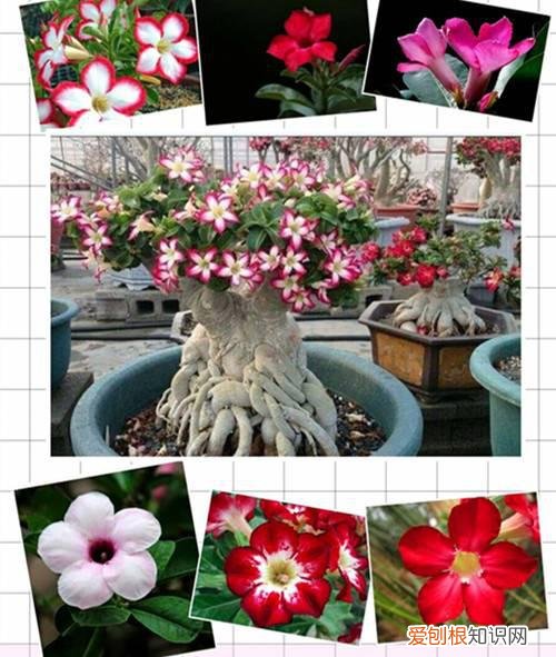 高档盆花沙漠玫瑰的养护要点 三喜三忌要切记!