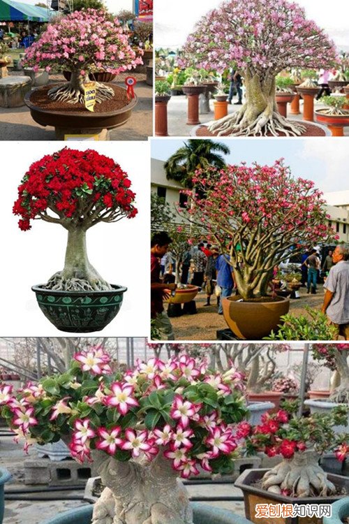 高档盆花沙漠玫瑰的养护要点 三喜三忌要切记!