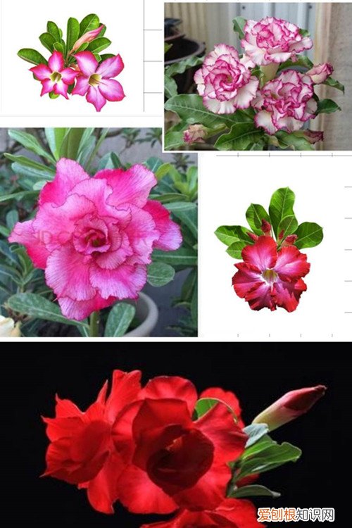 高档盆花沙漠玫瑰的养护要点 三喜三忌要切记!