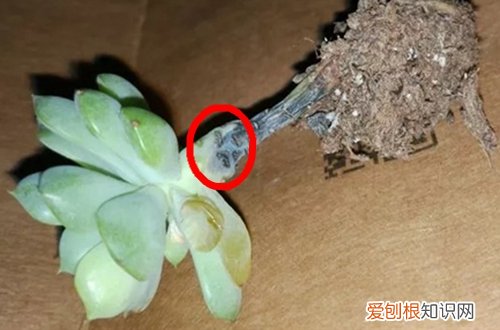 图 肉肉根烂了是怎么回事 怎么办