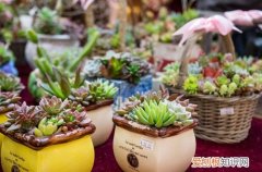 图 肉肉根烂了是怎么回事 怎么办