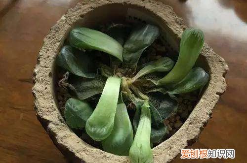 图 肉肉根烂了是怎么回事 怎么办