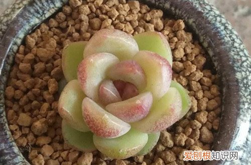 图 水晶玫瑰多肉怎么养 水晶玫瑰多肉的养殖方法和注意事项