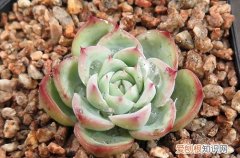 图 水晶玫瑰多肉怎么养 水晶玫瑰多肉的养殖方法和注意事项