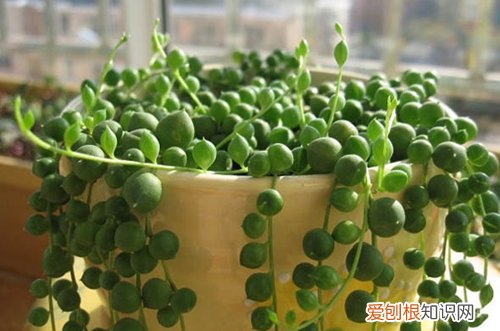 图 佛珠多肉怎么浇水 多久浇一次水