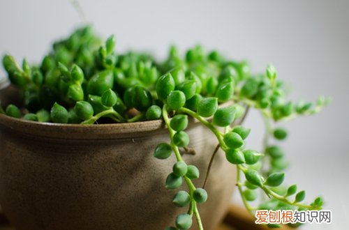 图 佛珠多肉怎么浇水 多久浇一次水