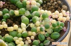 图 佛珠多肉怎么浇水 多久浇一次水