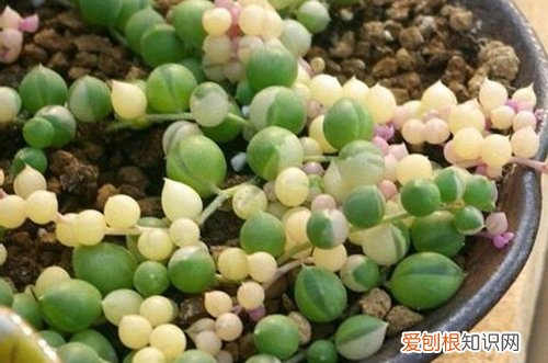 图 佛珠多肉怎么浇水 多久浇一次水