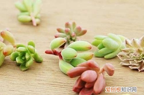 图 扦插的多肉多久浇水 要晒太阳吗