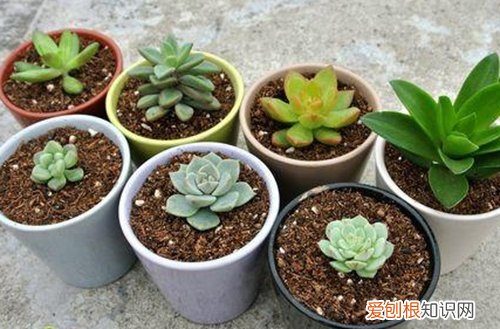 图 扦插的多肉多久浇水 要晒太阳吗