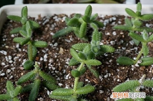 图 扦插的多肉多久浇水 要晒太阳吗