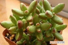 图 多肉植物夏季到底可不可以淋雨呢(多肉夏季能淋雨吗)