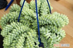 图 玉缀多肉冬季怎么养 有哪些注意事项