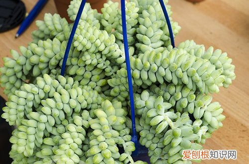 图 玉缀多肉冬季怎么养 有哪些注意事项