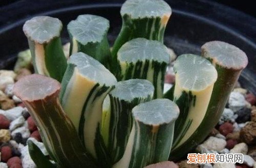 图 夏季休眠的多肉植物有哪些 夏天多肉植物休眠的养护方法