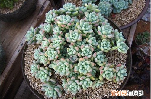 图 夏季休眠的多肉植物有哪些 夏天多肉植物休眠的养护方法