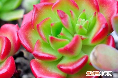 图 夏季休眠的多肉植物有哪些 夏天多肉植物休眠的养护方法