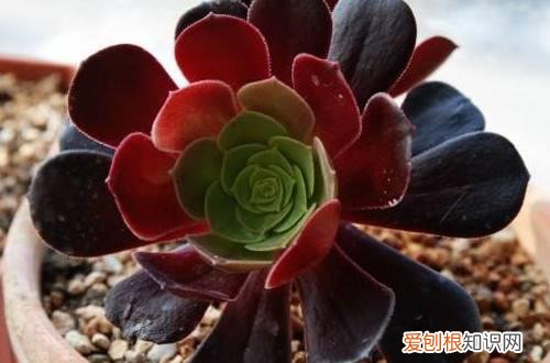 图 夏季休眠的多肉植物有哪些 夏天多肉植物休眠的养护方法