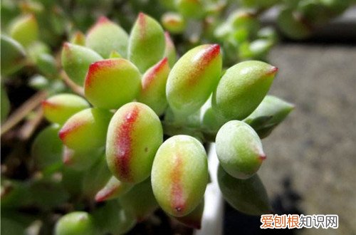 图 夏季休眠的多肉植物有哪些 夏天多肉植物休眠的养护方法