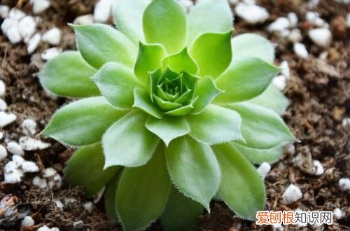 图 夏季休眠的多肉植物有哪些 夏天多肉植物休眠的养护方法