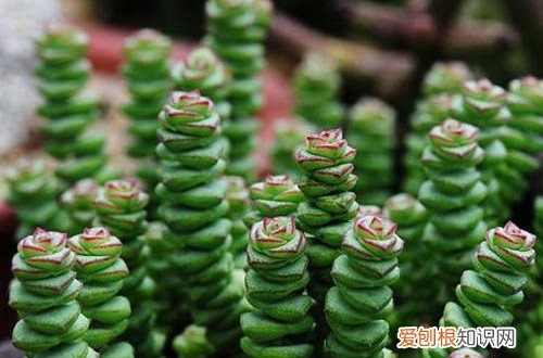 图 夏季休眠的多肉植物有哪些 夏天多肉植物休眠的养护方法