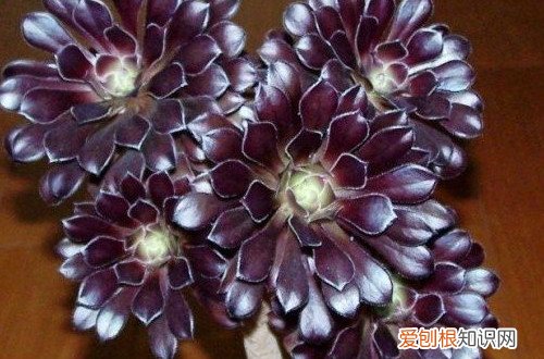 图 夏季休眠的多肉植物有哪些 夏天多肉植物休眠的养护方法