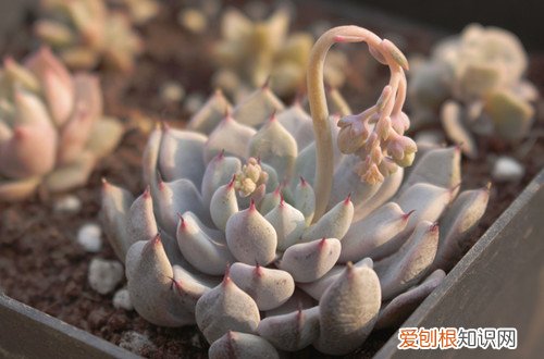 图 夏季休眠的多肉植物有哪些 夏天多肉植物休眠的养护方法