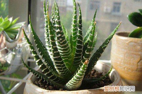 图 夏季休眠的多肉植物有哪些 夏天多肉植物休眠的养护方法