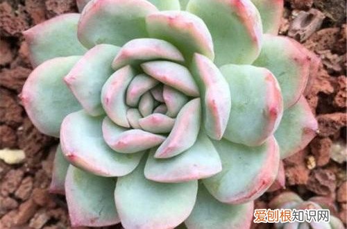 图 夏季休眠的多肉植物有哪些 夏天多肉植物休眠的养护方法