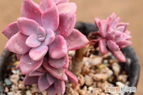 图 夏季休眠的多肉植物有哪些 夏天多肉植物休眠的养护方法