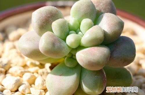 图 夏季休眠的多肉植物有哪些 夏天多肉植物休眠的养护方法