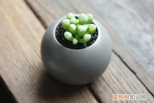 图 夏季休眠的多肉植物有哪些 夏天多肉植物休眠的养护方法