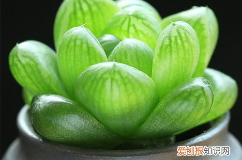 图 夏季休眠的多肉植物有哪些 夏天多肉植物休眠的养护方法