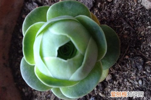 图 夏季休眠的多肉植物有哪些 夏天多肉植物休眠的养护方法