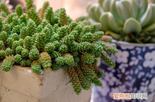 图 夏季休眠的多肉植物有哪些 夏天多肉植物休眠的养护方法