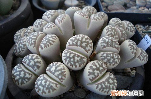 图 夏季休眠的多肉植物有哪些 夏天多肉植物休眠的养护方法