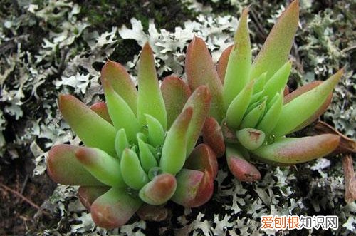 图 冬天冻不死 不怕冷不怕冻的多肉植物有哪些