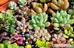 图 冬天冻不死 不怕冷不怕冻的多肉植物有哪些