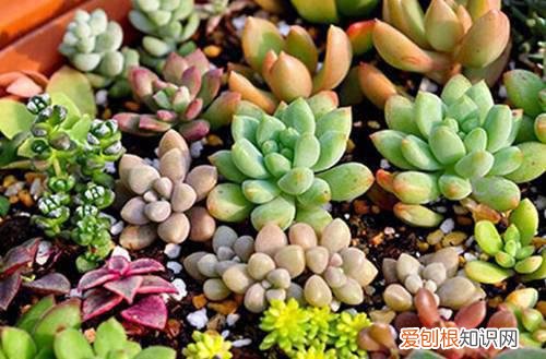 图 冬天冻不死 不怕冷不怕冻的多肉植物有哪些