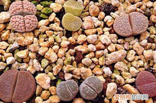 图 生石花冬天怎么养 怎么浇水