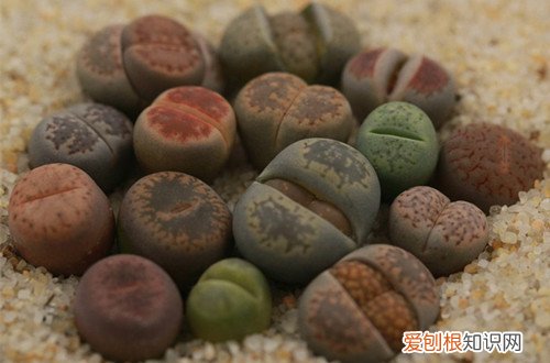 图 生石花冬天怎么养 怎么浇水